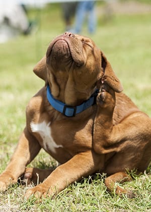 Dogue de Bordeaux (French Mastiff) puppy trying to get rid off fleas.