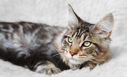 maine coon cat laying down