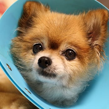 puppy after surgery wearing a cone