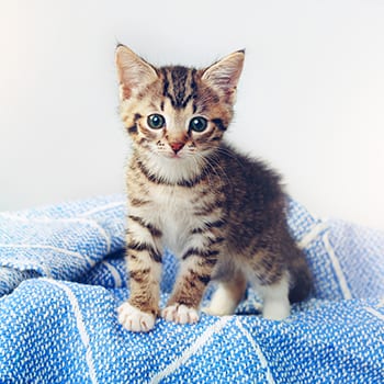 Kitten on a blue blanket