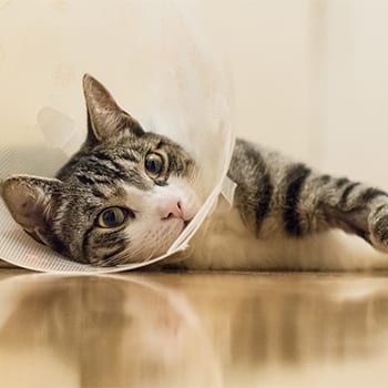 cat after surgery wearing a cone