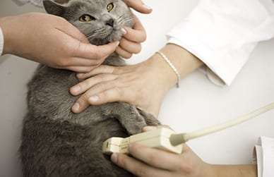 Cat & Dog Ultrasound in Livonia, MI