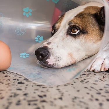 Little girl caring for her sick dog who wears a post op cone
