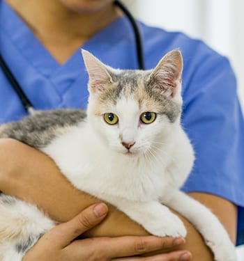 Laser Surgery for Cats & Dogs | Levan Road Veterinary Hospital