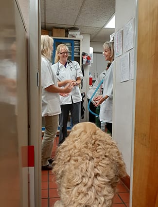 dog looking at veterinary doctors from office