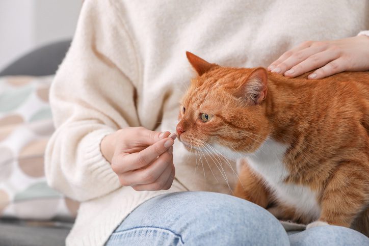 orange cat sniffing pill in woman's hand