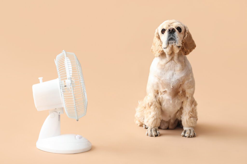 Adorable American Cocker Spaniel sitting next to white tabletop fan on beige background