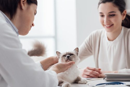 female pet owner watching as female vet examines her cat during vet appointment